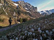 78 Corno Branchino baciato dal sole con bianchi Crocus vernus in ombra